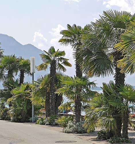 Montreux lake Promenade Montreux lake Promenade